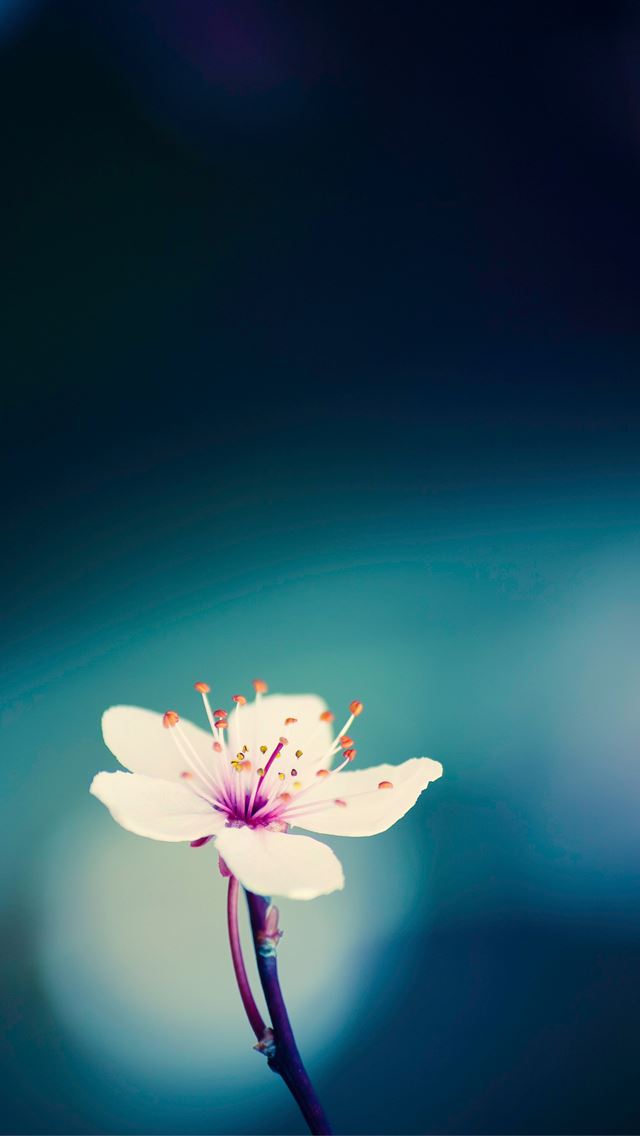 640x1136 Peach blossom -  iPhone Wallpaper