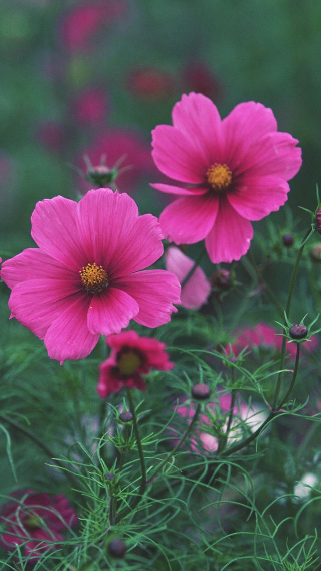 640x1136 Winter jasmine -  iPhone Wallpaper
