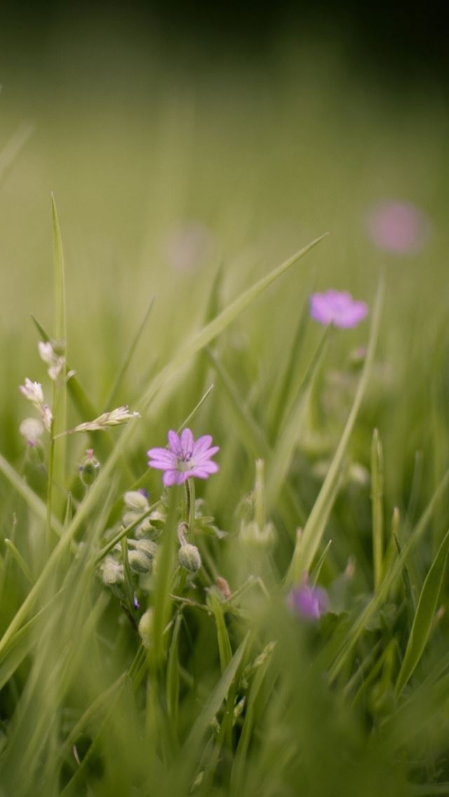 640x1136 Herbs - purple iPhone Wallpaper