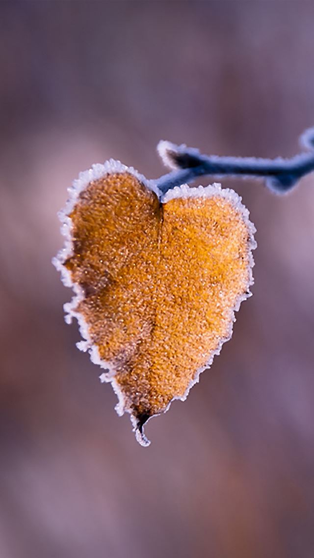 640x1136 Snow and Yellow leaves - leaves iPhone Wallpaper