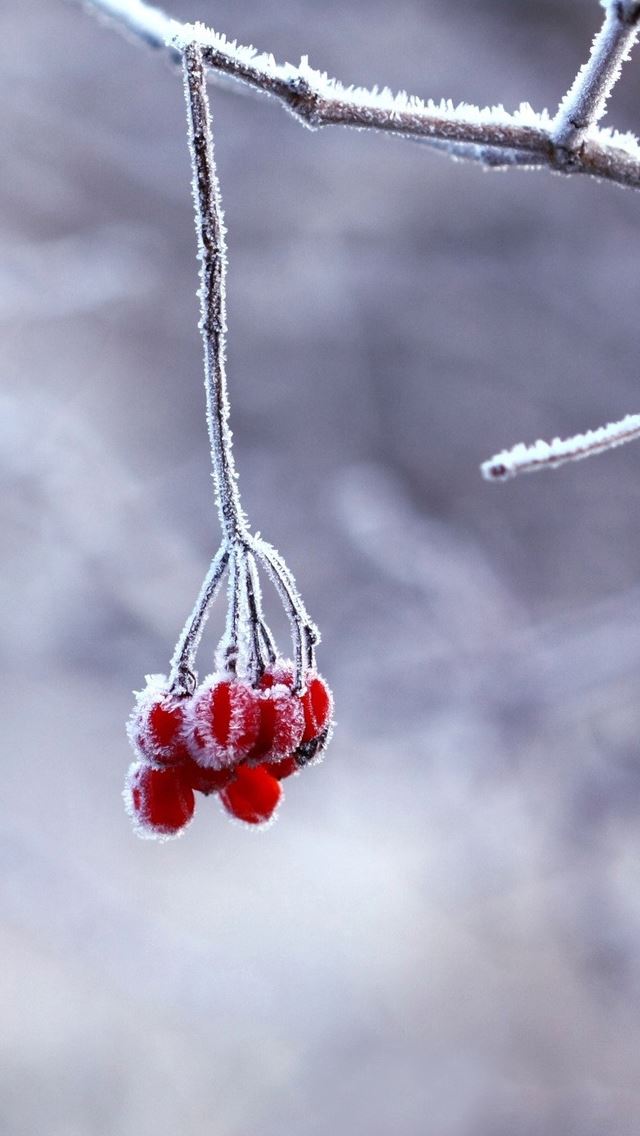 640x1136 Snow3 - fruit iPhone Wallpaper