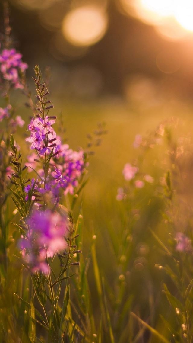 640x1136 Purple flowers - purple iPhone Wallpaper