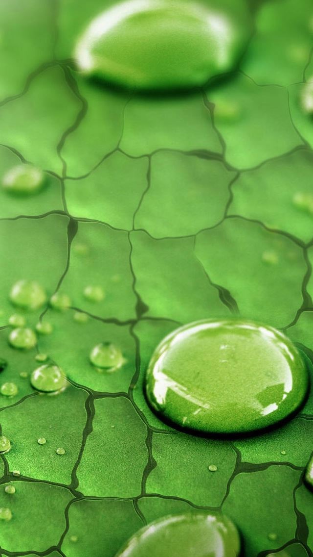 640x1136 Leaves sweat - leaves iPhone Wallpaper
