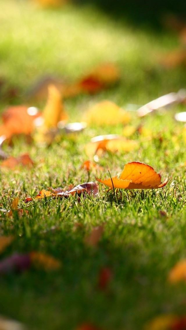 640x1136 Carpet Of Leaves - purple iPhone Wallpaper