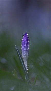 Purple bud wallpaper