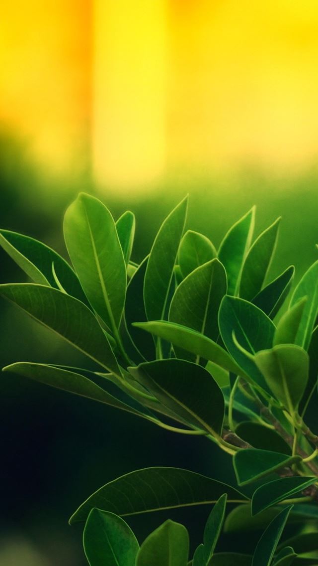 640x1136 Plants with Sunrise - sunrise iPhone Wallpaper