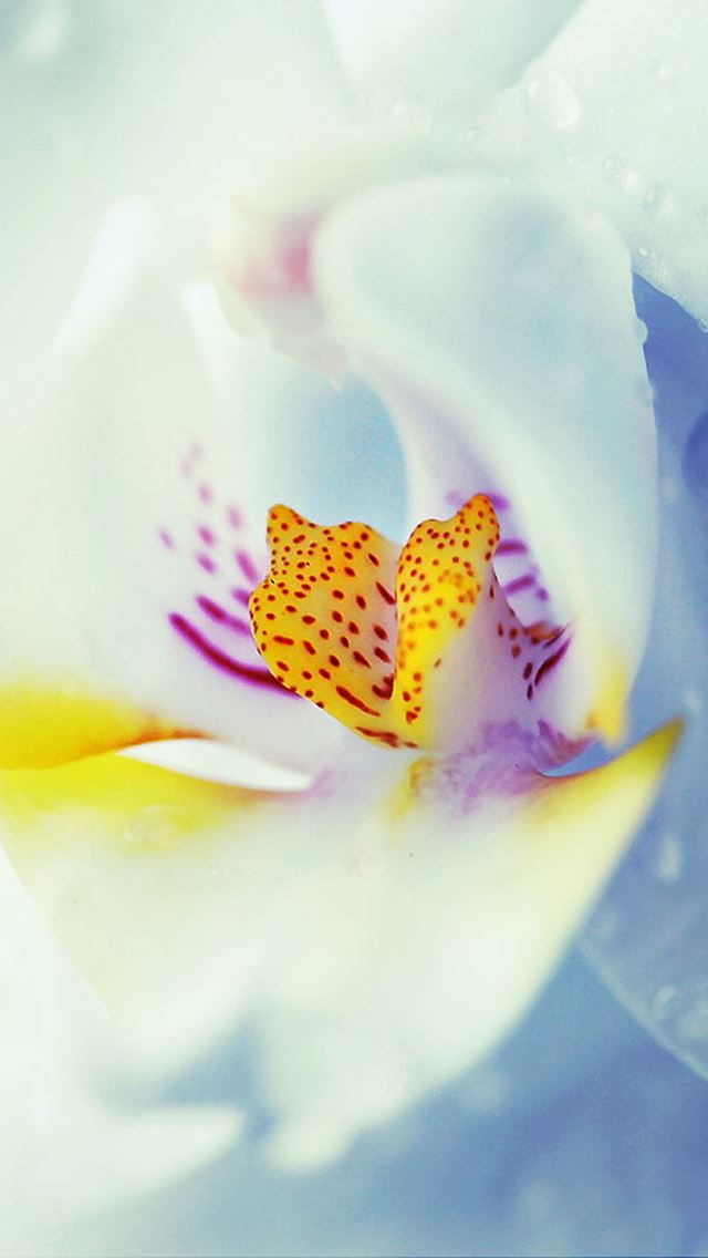 640x1136 White Flower -  iPhone Wallpaper