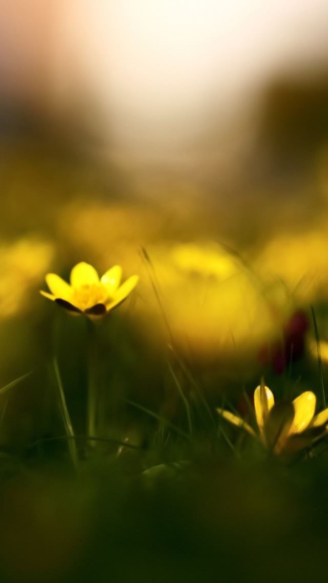 640x1136 Close Up Yellow Flowers -  iPhone Wallpaper