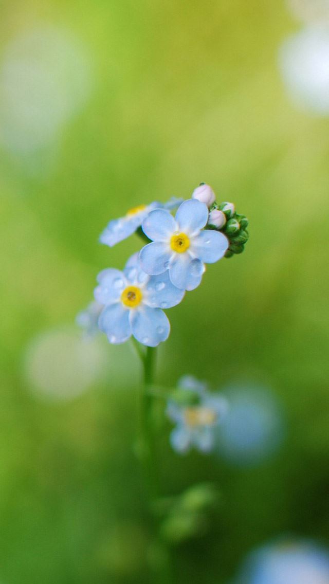 640x1136 Forget me flowers 2 - flowers iPhone Wallpaper