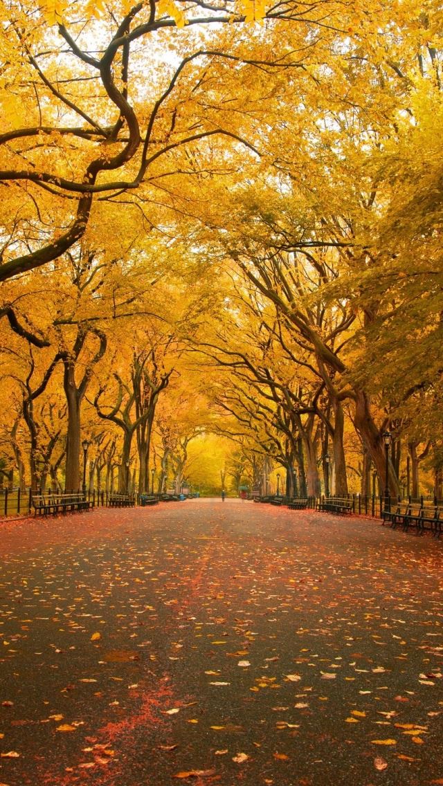 640x1136 Yellow Trees - trees iPhone Wallpaper