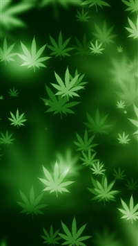 Maple Leaf bokeh wallpaper