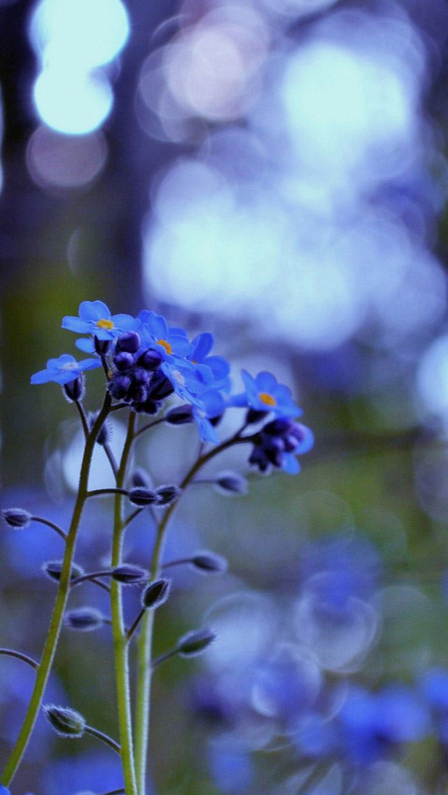 640x1136 Forget me flowers - purple iPhone Wallpaper