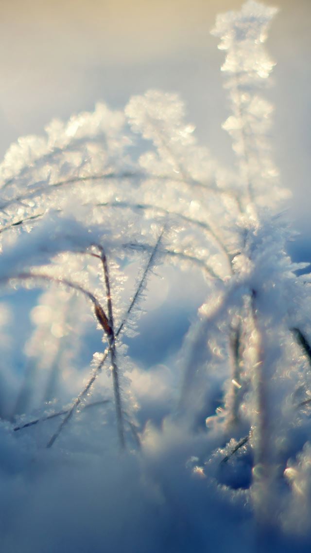 640x1136 Snow Branches - white iPhone Wallpaper