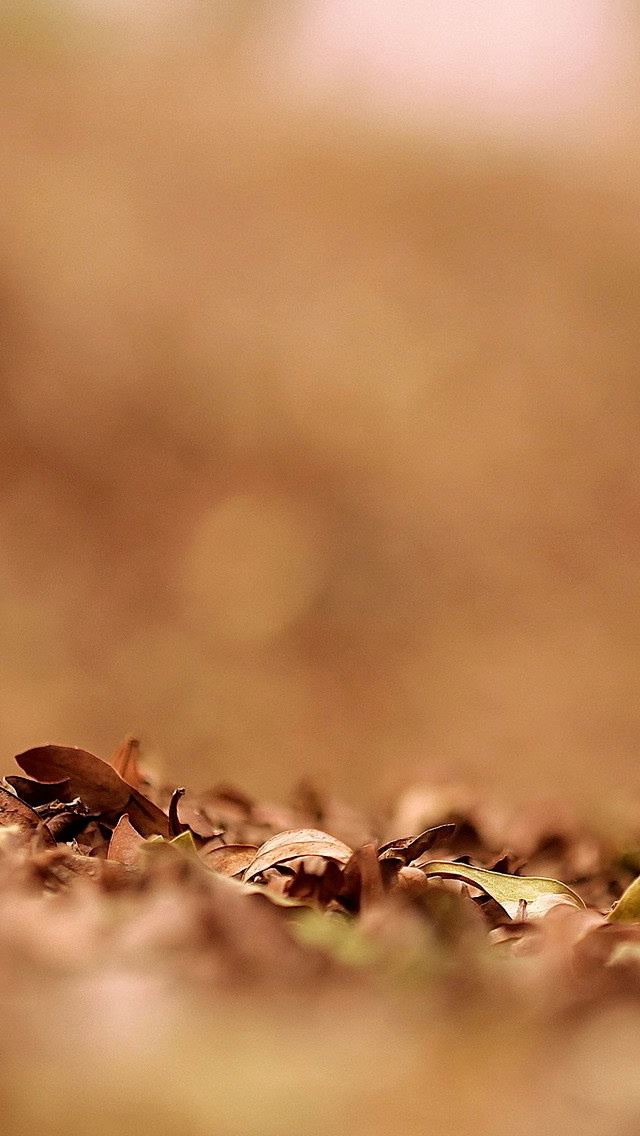 640x1136 Autumn Leaves - leaves iPhone Wallpaper