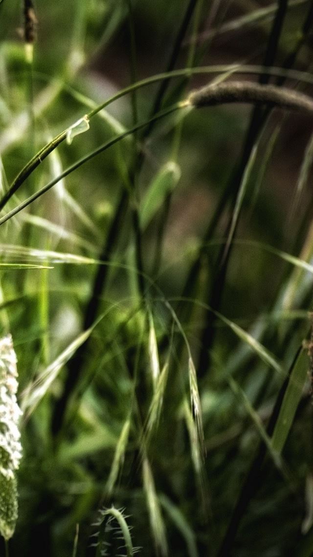 640x1136 Green Grass - sunshine iPhone Wallpaper