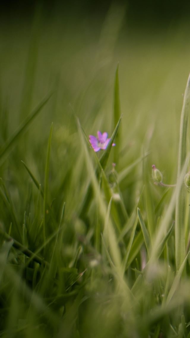 640x1136 Meadow And Flowers - purple iPhone Wallpaper
