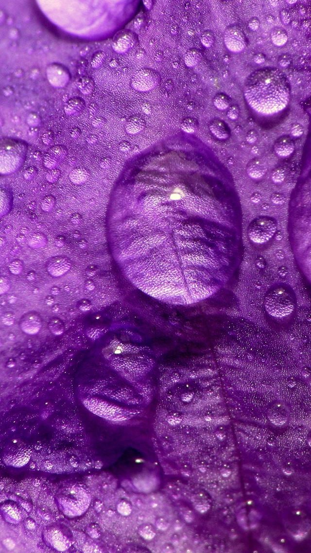 640x1136 Purple Flower Close Up - purple iPhone Wallpaper