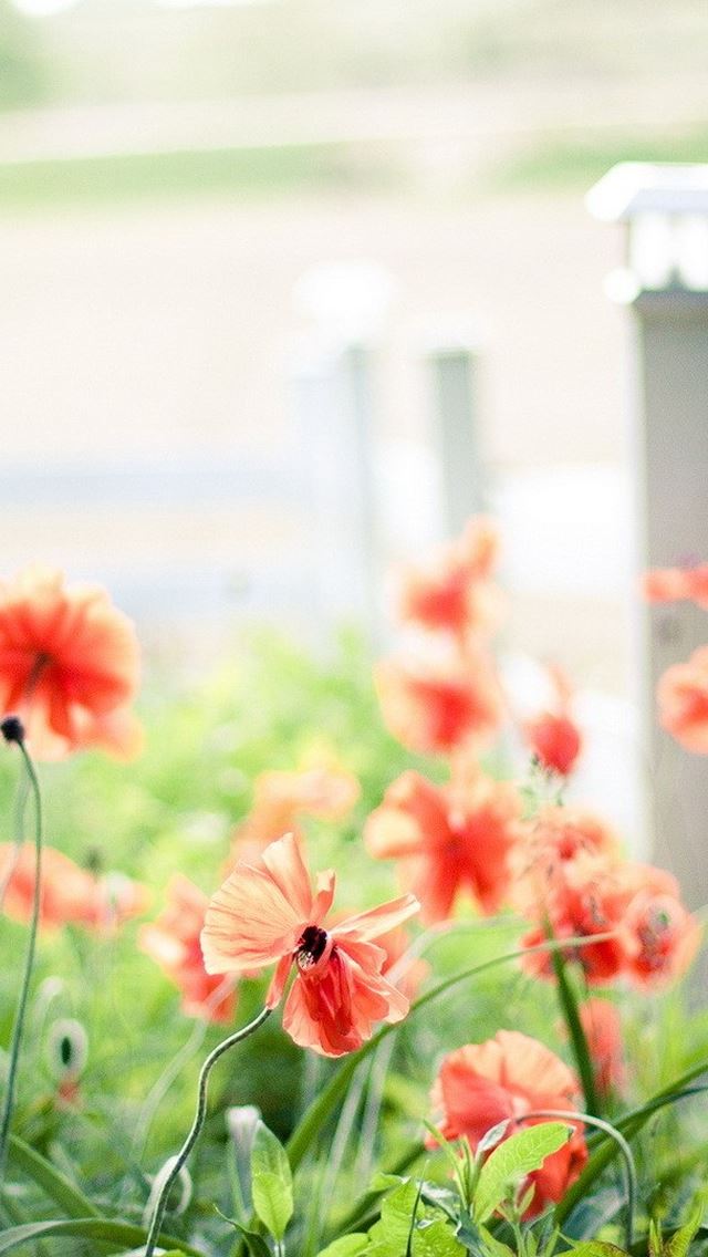 640x1136 Red Flowers -  iPhone Wallpaper