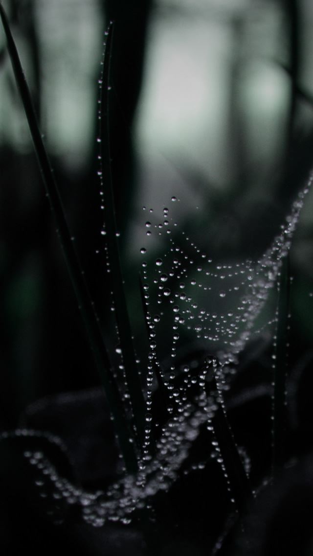 640x1136 Dew On Spider Web Macro - spider iPhone Wallpaper