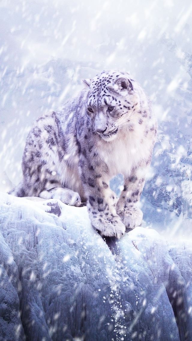 640x1136 Leopards In The Snow -  iPhone Wallpaper