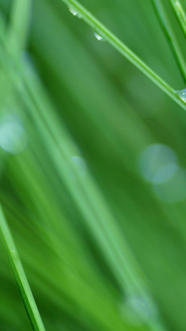 640x1136 Grass Drops - grass iPhone Wallpaper
