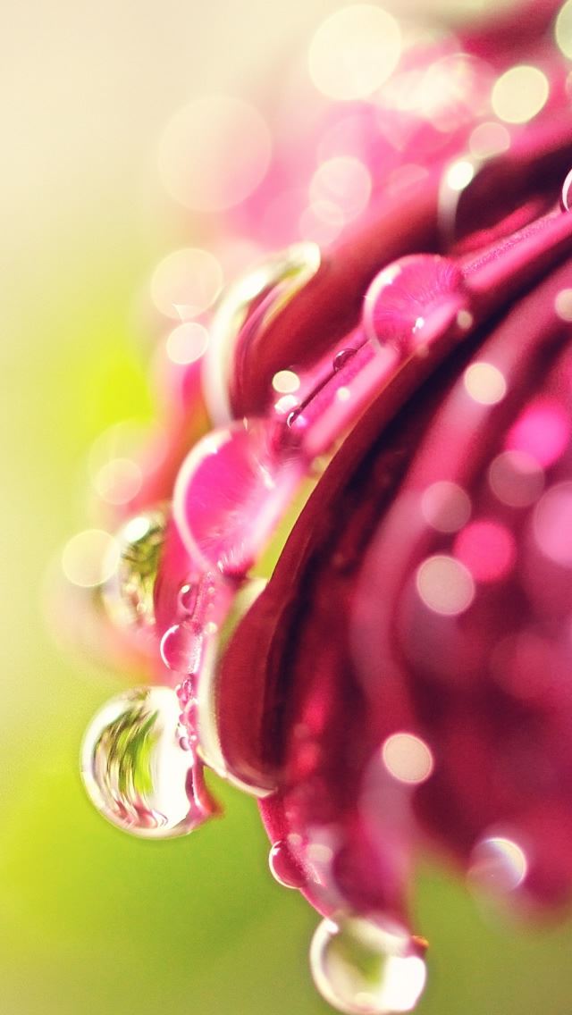 640x1136 Bokeh Drops Flower - bokeh iPhone Wallpaper