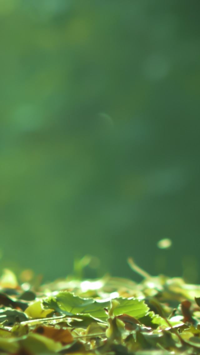 640x1136 Leaves On The Ground - leaves iPhone Wallpaper