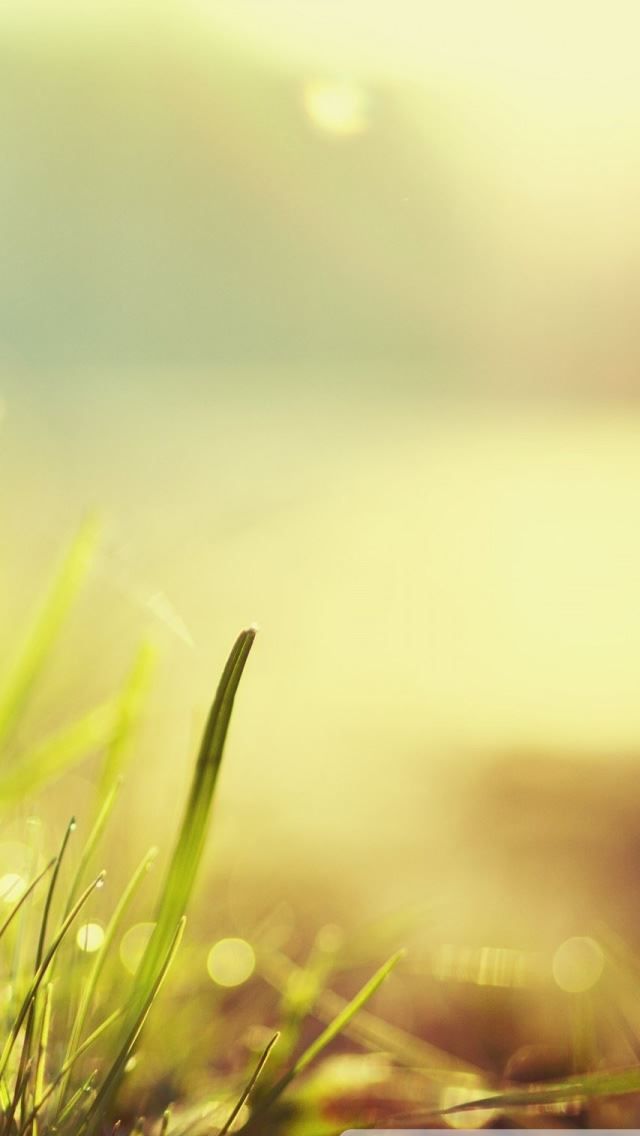 640x1136 Sunlight In The Grass -  iPhone Wallpaper
