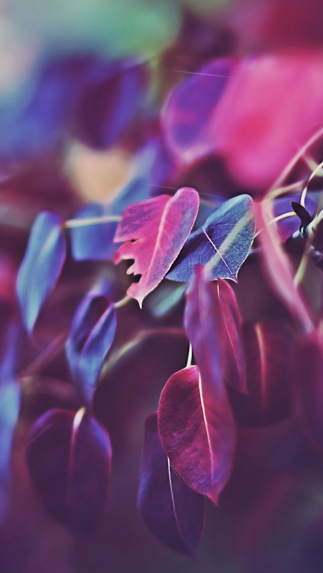 640x1136 Purple Leaves Bokeh 2 - bokeh iPhone Wallpaper