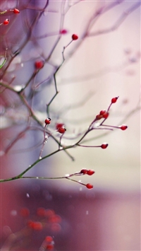 Best Rosehip iPhone HD Wallpapers - iLikeWallpaper