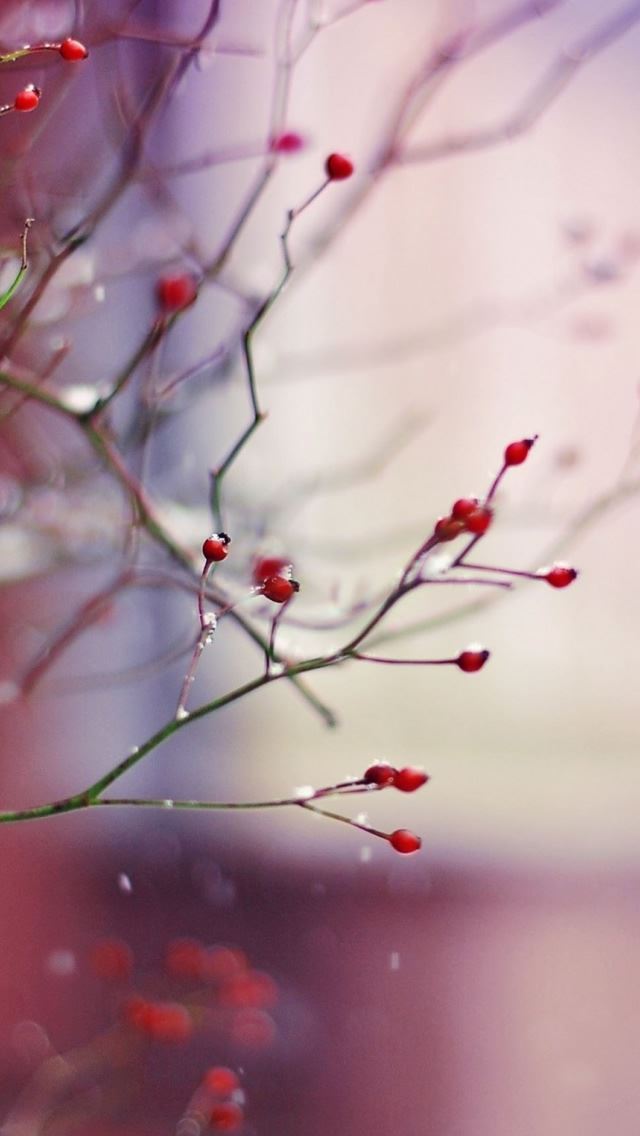 640x1136 Rosehip - branch iPhone Wallpaper