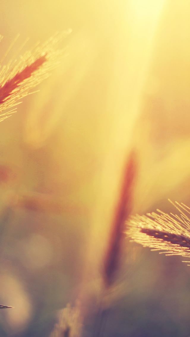 640x1136 Summer 9 - summer iPhone Wallpaper