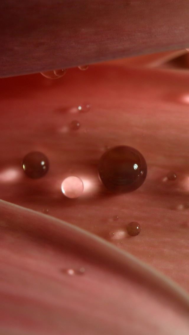 640x1136 Water Pearls - flower iPhone Wallpaper