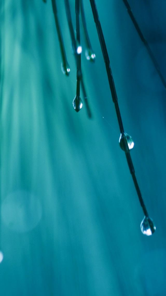 640x1136 Rainy - branch iPhone Wallpaper