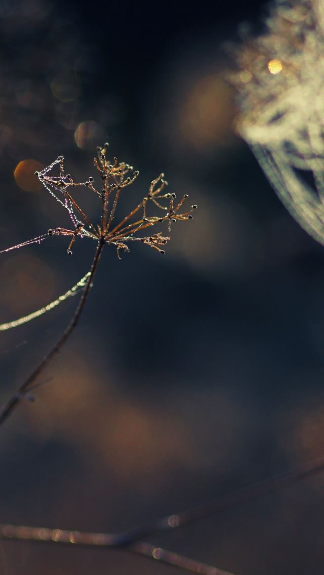 640x1136 Web Dew - branch iPhone Wallpaper