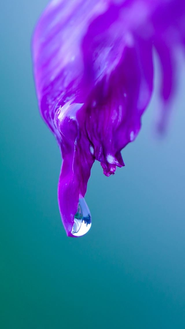 640x1136 Purple Leaf Macr - purple iPhone Wallpaper