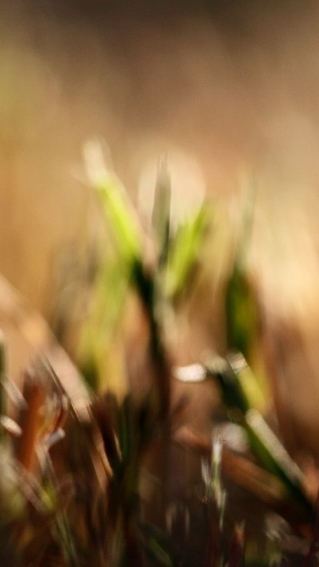 640x1136 Soap Bubble On Grass - bubble iPhone Wallpaper