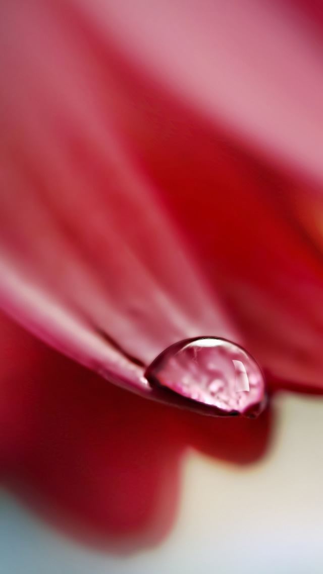 640x1136 Drop Oon Flower Petal - petal iPhone Wallpaper