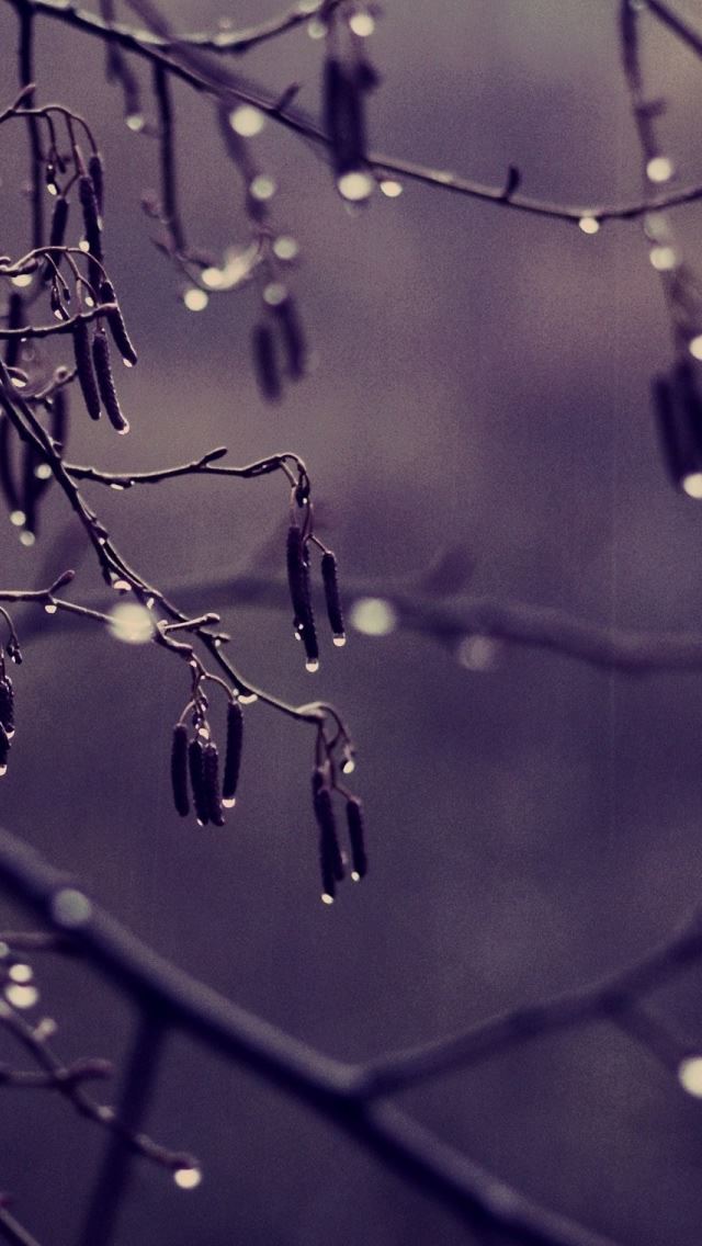 640x1136 Branch - branch iPhone Wallpaper