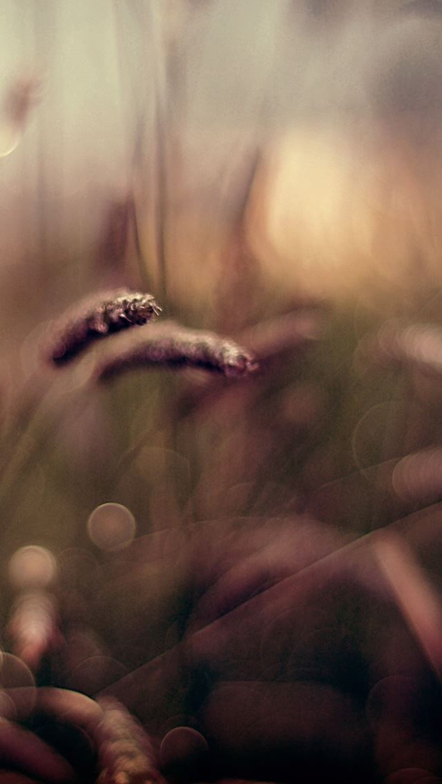 640x1136 Blurred Grass - blurred iPhone Wallpaper