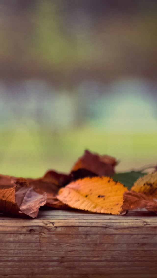640x1136 Autumn Leaves - wood iPhone Wallpaper