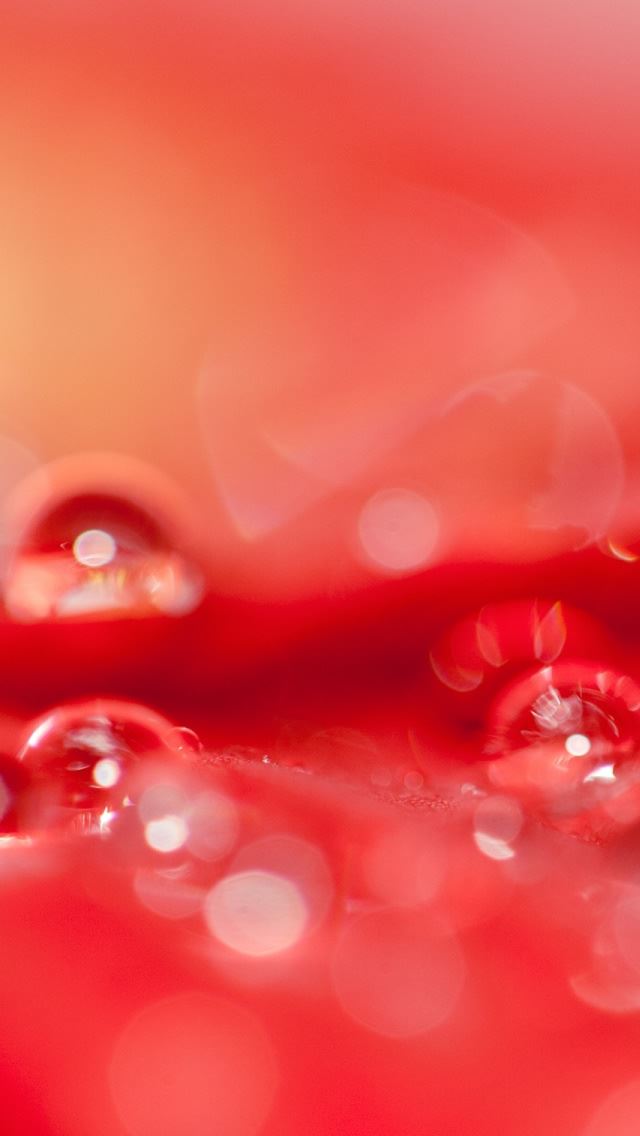 640x1136 Beautiful Water Drops On A Red Flower - flower iPhone Wallpaper