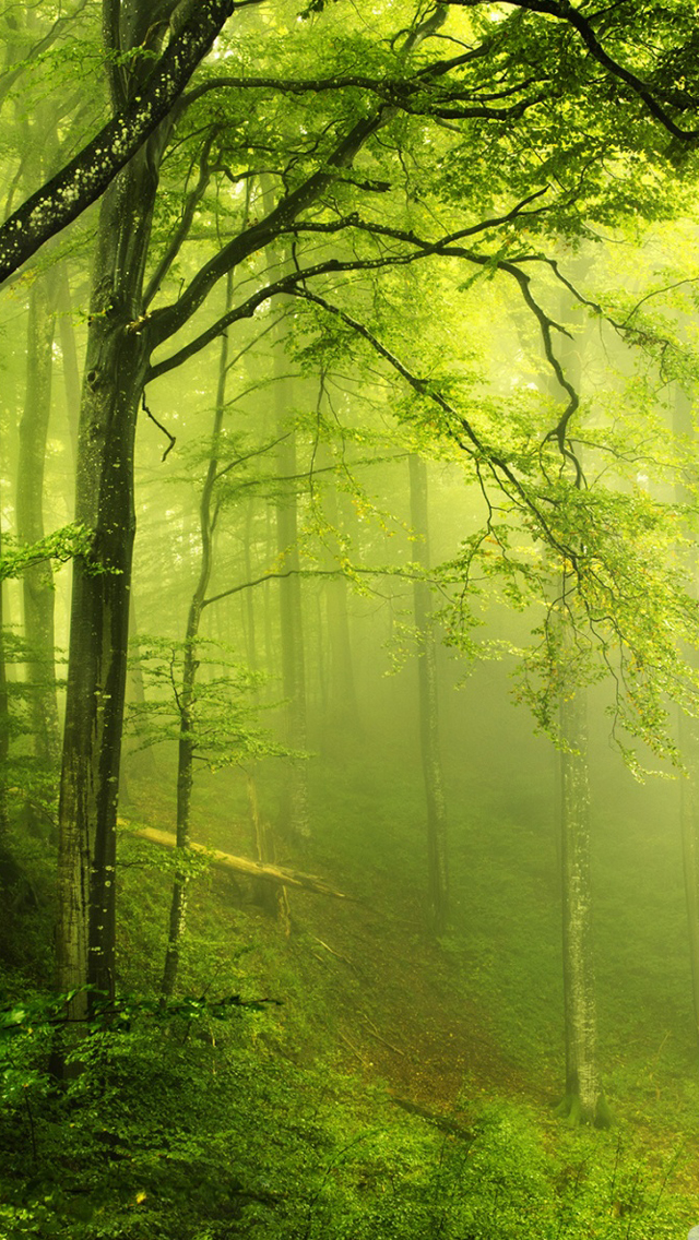 Beautiful green forest iPhone Wallpapers Free Download