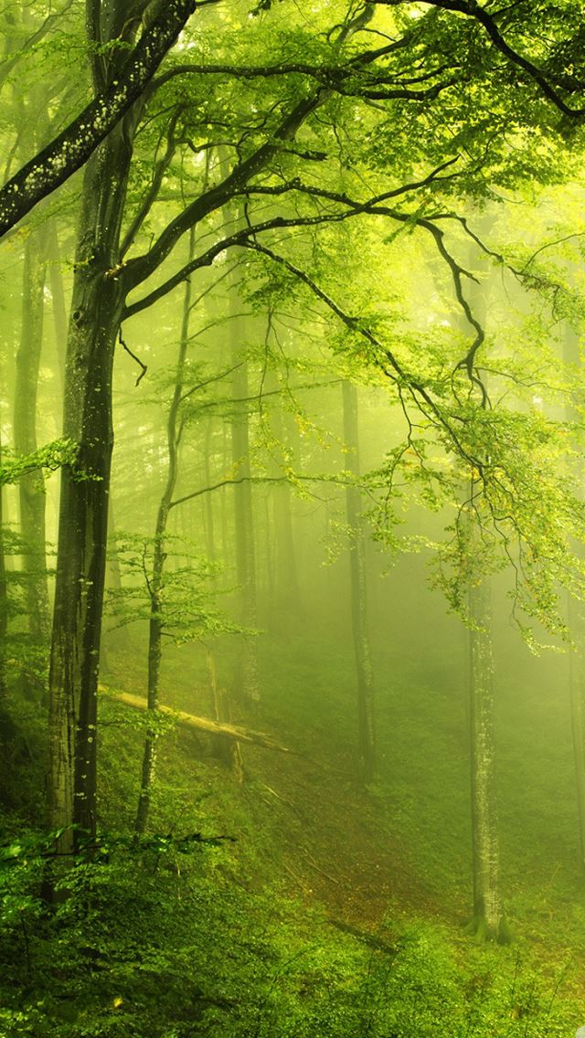 640x1136 Beautiful green forest - forest iPhone Wallpaper