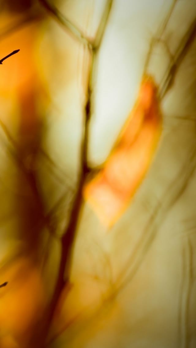 640x1136 Leafless Twigs - branch iPhone Wallpaper