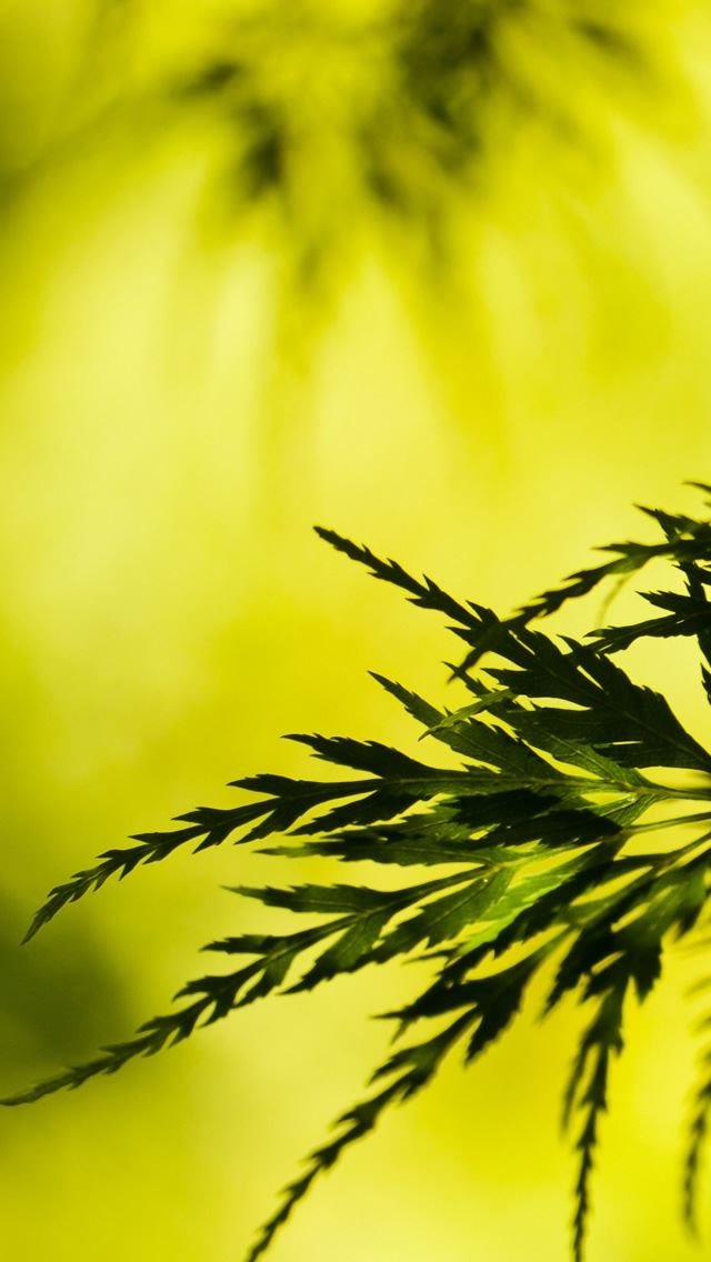 640x1136 Summer Tree Leaves - leaves iPhone Wallpaper