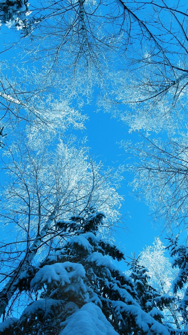 640x1136 Tree Tops And Blue Sky - tops iPhone Wallpaper