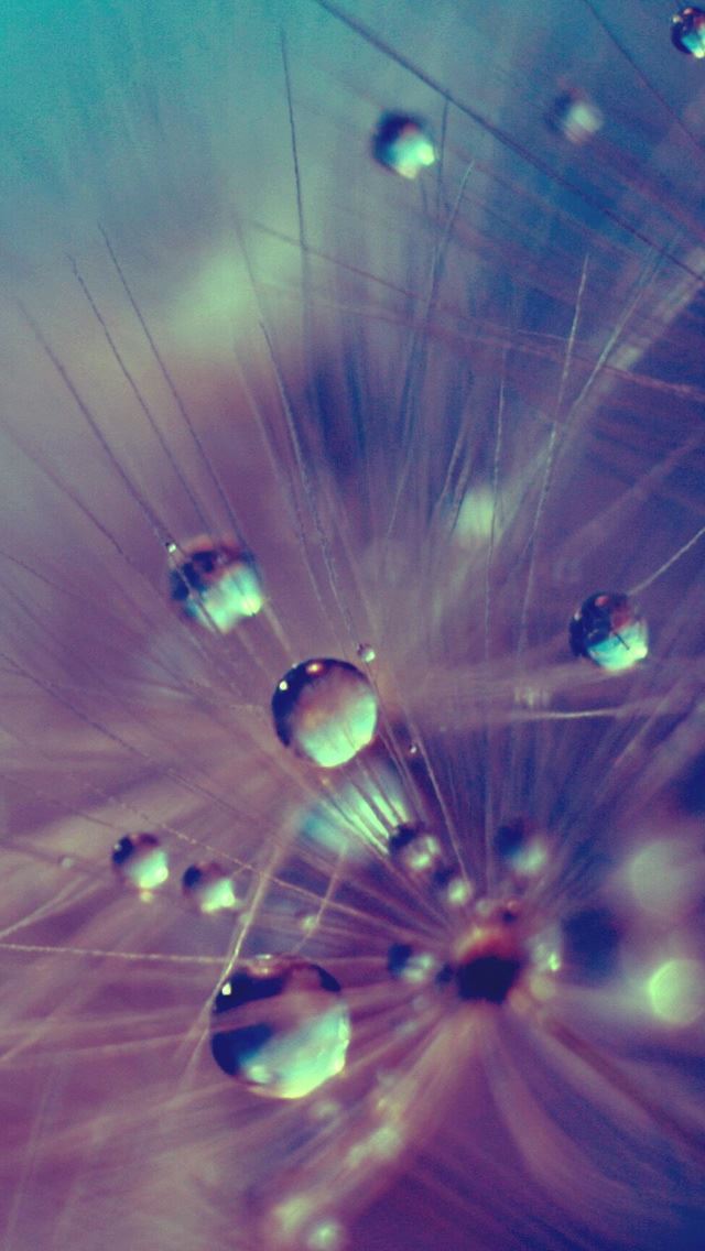 640x1136 Wet Fluff - wet iPhone Wallpaper