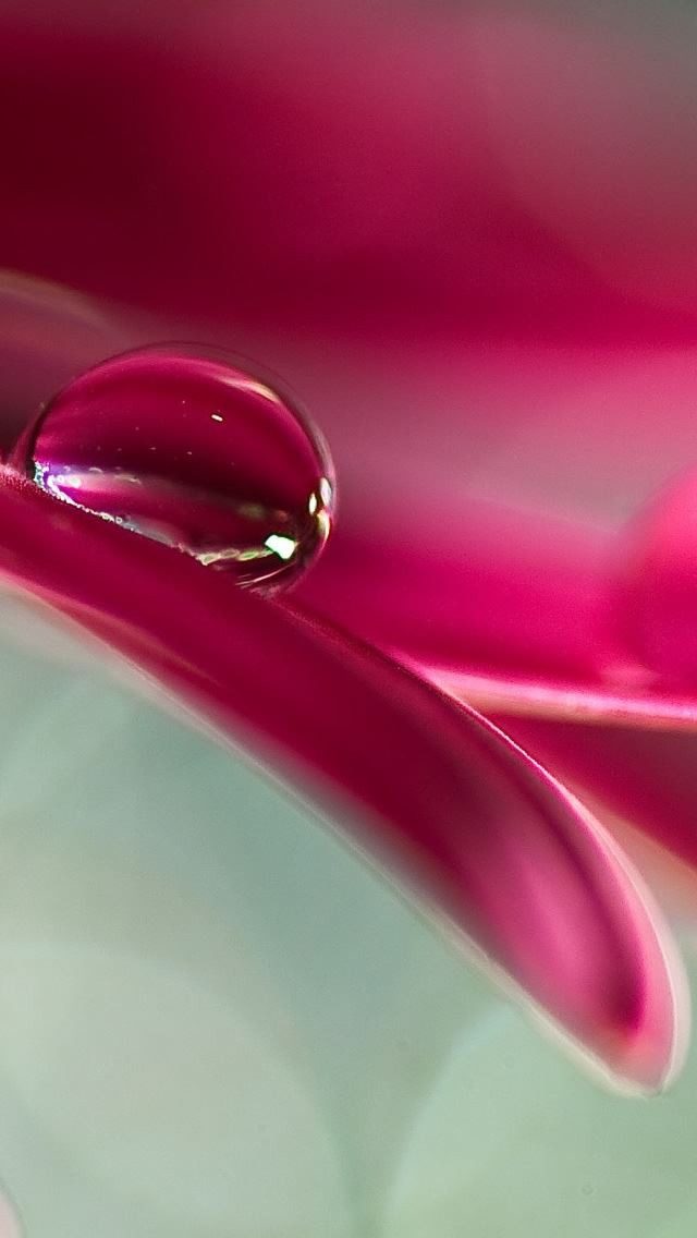 640x1136 Water Drop On Pink Petal - drop iPhone Wallpaper