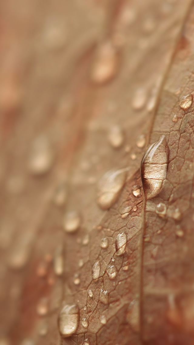 640x1136 Brown Drops - leaf iPhone Wallpaper